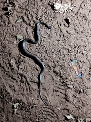 Lycodon travancoricus