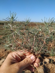 Petrosimonia triandra