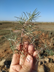 Petrosimonia triandra