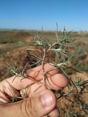 Petrosimonia triandra