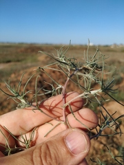 Petrosimonia triandra