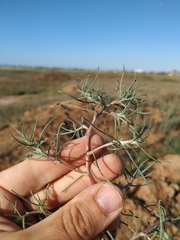 Petrosimonia triandra