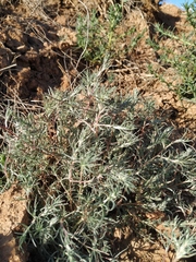 Petrosimonia triandra