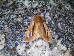 Ichneutica ceraunias