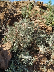 Petrosimonia triandra