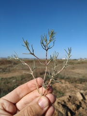 Petrosimonia triandra