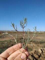 Petrosimonia triandra