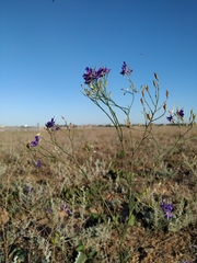 Delphinium consolida paniculatum