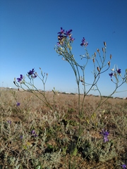 Delphinium consolida paniculatum