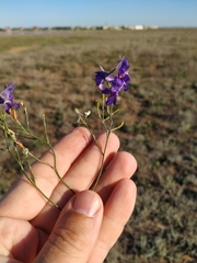 Delphinium consolida paniculatum