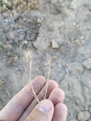 Hordeum geniculatum