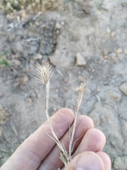 Hordeum geniculatum