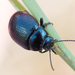 Plantain Leaf Beetle - Photo (c) Marion Metzer, some rights reserved (CC BY-NC), uploaded by Marion Metzer