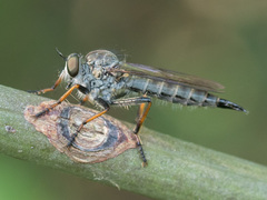 Neomochtherus geniculatus