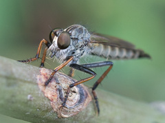 Neomochtherus geniculatus