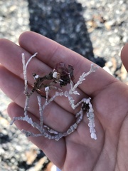 Calliarthron tuberculosum