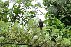 Macropygia tenuirostris