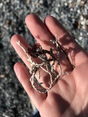 Calliarthron tuberculosum