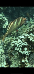 Morwong ephippium
