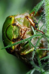 Stethaspis suturalis