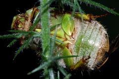 Stethaspis suturalis