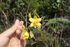 Spathoglottis pubescens