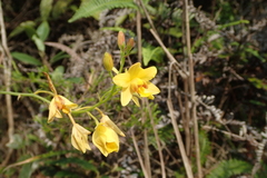 Spathoglottis pubescens