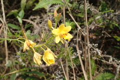 Spathoglottis pubescens