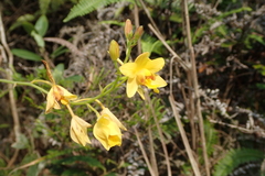 Spathoglottis pubescens