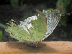 Protogoniomorpha parhassus