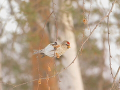 Acanthis flammea
