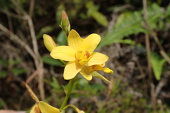 Spathoglottis pubescens