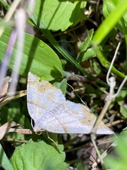 Endropiodes indictinaria