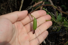 Spathoglottis pubescens