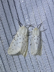 Spilosoma punctaria