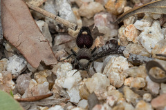 Ephutomorpha ferruginata