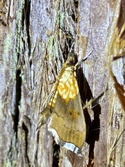Agrotera nemoralis