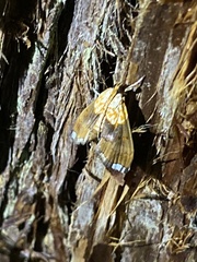Agrotera nemoralis