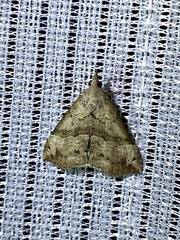 Dichromia occatus