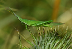 Atractomorpha australis