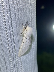 Spilosoma punctaria