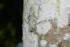 Theopompa ophthalmica