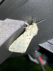 Spilosoma punctaria