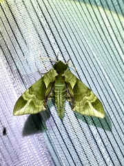 Callambulyx tatarinovii