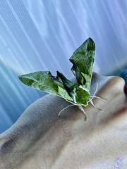 Callambulyx tatarinovii