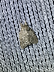 Cnethodonta grisescens