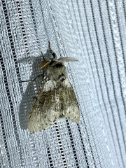 Calliteara pseudabietis