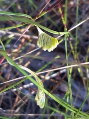 Schizaea bifida