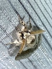 Calliteara pseudabietis