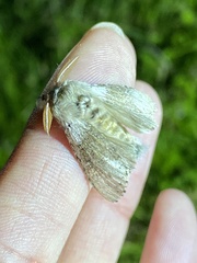 Calliteara pseudabietis